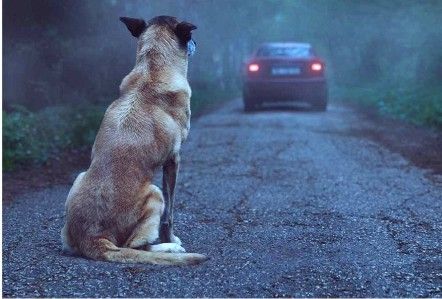 Abandono de animais